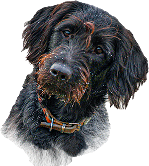 Hunde